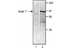 Immunoprecipitation of large T from COS-7 cells. (SV40 Large T and Small Ts Antikörper)