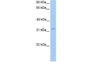 KCTD21 antibody used at 1 ug/ml to detect target protein. (KCTD21 Antikörper  (N-Term))