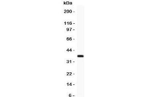 Western blot testing of GFRA1 antibody and recombinant human protein (0. (GFRA1 Antikörper  (AA 25-227))