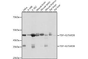 Western blot analysis of extracts of various cell lines, using TDP-43/TARDB antibody (ABIN7270730) at 1:1000 dilution. (TARDBP Antikörper)
