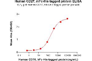 ELISA plate pre-coated by 2 μg/mL (100 μL/well) Human CD27, mFc-His tagged protein (ABIN6961086, ABIN7042201 and ABIN7042202) can bind Human CD70, hFc-His tagged protein (ABIN6961169, ABIN7042367 and ABIN7042368) in a linear range of 3. (CD70 Protein (AA 39-193) (Fc-His Tag))