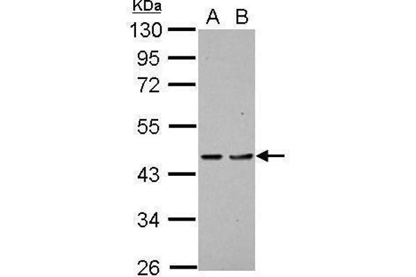 PDCD2 Antikörper