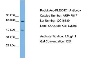 WB Suggested Anti-PLEKHO1  Antibody Titration: 0. (PLEKHO1 Antikörper  (N-Term))
