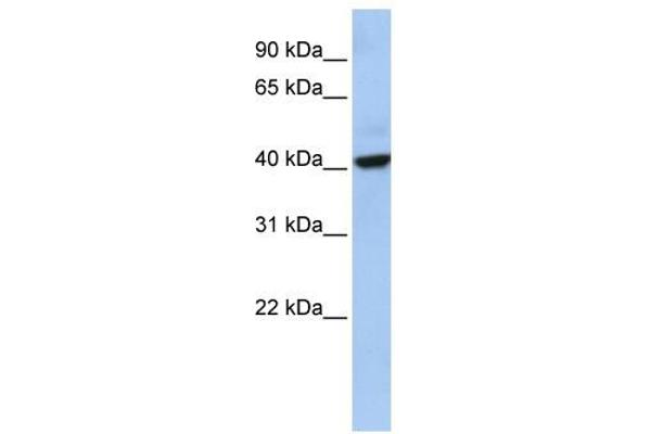 THAP5 Antikörper  (Middle Region)