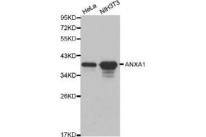 Western blot analysis of extracts of various cell lines, using ANXA1 antibody (ABIN5970468). (Annexin a1 Antikörper)