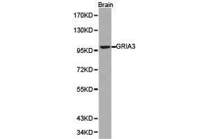 Western blot analysis of brian cell lysate using GRIA3 antibody. (Glutamate Receptor 3 Antikörper)