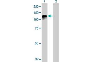 Western Blot analysis of TPO expression in transfected 293T cell line by TPO MaxPab polyclonal antibody. (Thyroperoxidase Antikörper  (AA 1-933))