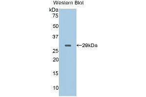 Detection of Recombinant CD40L, Porcine using Polyclonal Antibody to Cluster Of Differentiation 40 Ligand (CD40L) (CD40 Ligand Antikörper  (AA 111-261))