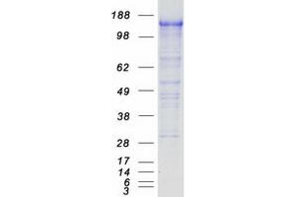 PCDH7 Protein (Transcript Variant C) (Myc-DYKDDDDK Tag)