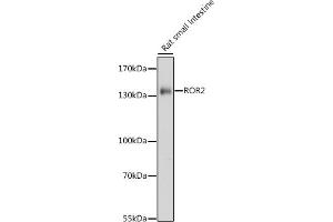 Western blot analysis of extracts of rat small intestine, using ROR2 antibody (ABIN7269889) at 1:1000 dilution. (ROR2 Antikörper  (AA 300-400))