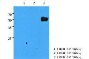 Human H3N2/HA recombinant protein (100 ng) were resolved by SDS-PAGE, transferred to PVDF membrane and probed with H3N2/HA antibody (1:1000). (Influenza A Virus H3N2 Antikörper  (AA 17-345))