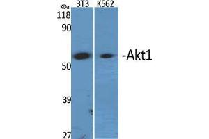 Western Blot (WB) analysis of specific cells using Akt1 Polyclonal Antibody. (AKT1 Antikörper  (Ser137))