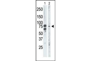 The anti-BRD3 Pab (ABIN392610 and ABIN2842132) is used in Western blot to detect BRD3 in mouse brain tissue lysate (Lane 1) and Saos-2 cell lysate (Lane 2). (BRD3 Antikörper  (C-Term))