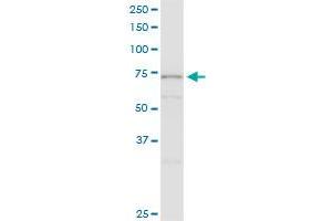 SRPR MaxPab polyclonal antibody. (SRPR Antikörper  (AA 1-638))