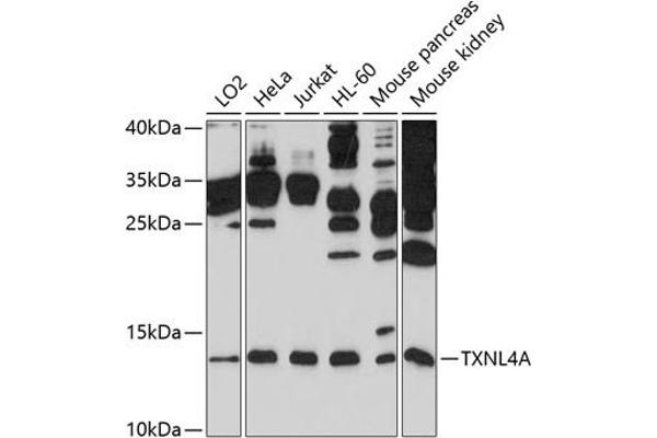 TXNL4A Antikörper  (AA 1-142)