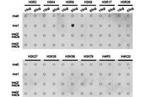 Western Blotting (WB) image for anti-Histone 3 (H3) (H3R8me) antibody (ABIN1873015) (Histone 3 Antikörper  (H3R8me))