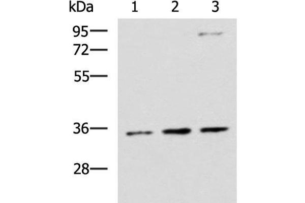 Syntaxin 5 Antikörper