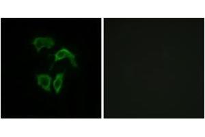 Immunofluorescence analysis of HepG2 cells, using OR2A4/2A7 Antibody. (OR2A4/7 (AA 231-280) Antikörper)