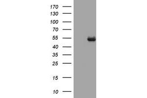 Image no. 1 for anti-CD4 (CD4) antibody (ABIN1497300) (CD4 Antikörper)