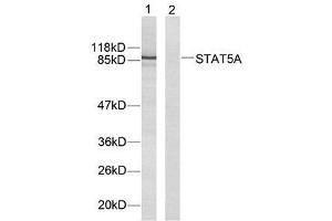 Western blot analysis of extracts from HeLa cells using STAT5A (Ab-694) antibody (E021048). (STAT5A Antikörper)