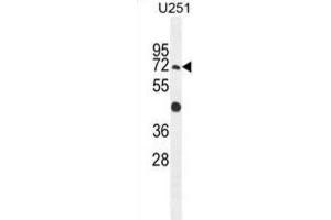 Western Blotting (WB) image for anti-GPI Anchor Attachment Protein 1 (GPAA1) antibody (ABIN2995802) (GPAA1 Antikörper)