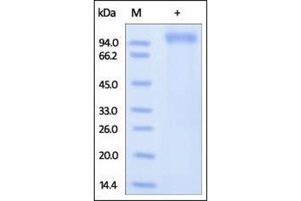 LRRC4 Protein (AA 39-527) (His tag)