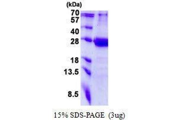 MED20 Protein