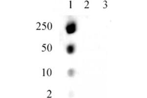 Specificity Data: Dot blot analysis was used to confirm the specificity of the Histone H1. (Histone H1.5 Antikörper  (pSer17))