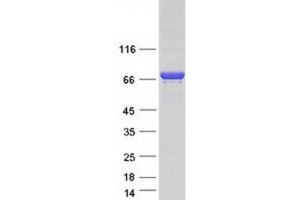 KLC4 Protein (Transcript Variant 1) (Myc-DYKDDDDK Tag)