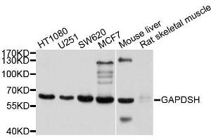 Western blot analysis of extracts of various cell lines, using GAPDHS antibody. (GAPDHS Antikörper  (AA 179-408))