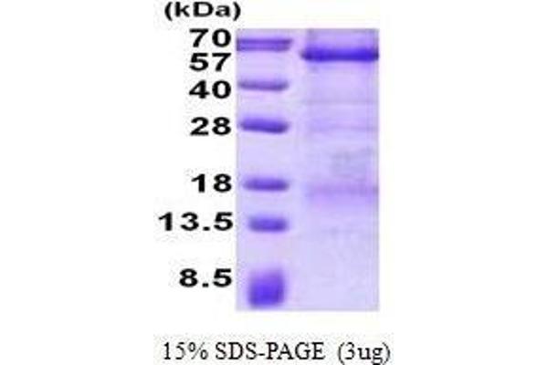 CPE Protein