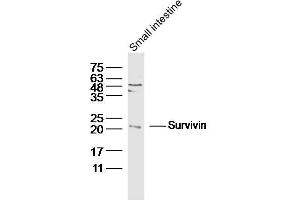 Image no. 8 for anti-Baculoviral IAP Repeat-Containing 5 (BIRC5) (AA 85-142) antibody (ABIN670911)