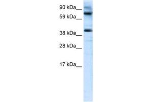 Western Blotting (WB) image for anti-MANSC Domain Containing 1 (MANSC1) antibody (ABIN2460922) (MANSC1 Antikörper)