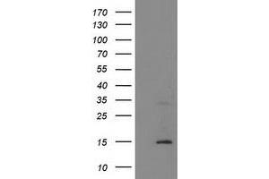 Image no. 1 for anti-Coiled-Coil-Helix-Coiled-Coil-Helix Domain Containing 5 (CHCHD5) antibody (ABIN1497489) (CHCHD5 Antikörper)