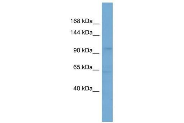 SLCO5A1 Antikörper  (Middle Region)