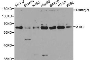 Western blot analysis of extracts of various cell lines, using ATIC antibody. (ATIC Antikörper)