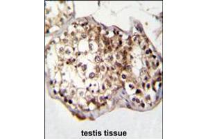 CAF-1 Antibody immunohistochemistry analysis in formalin fixed and paraffin embedded human testis tissue followed by peroxidase conjugation of the secondary antibody and DAB staining. (CNOT8 Antikörper  (N-Term))