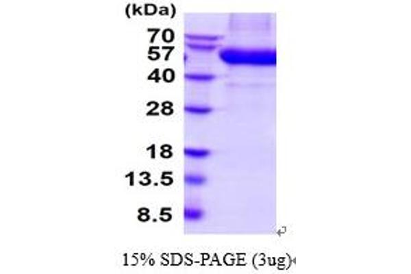 DDR2 Protein (AA 22-399) (His tag)