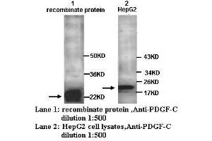 Image no. 1 for anti-Platelet-Derived Growth Factor CC (PDGFCC) antibody (ABIN790865) (Platelet-Derived Growth Factor CC (PDGFCC) Antikörper)