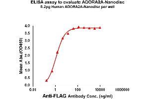 Elisa plates were pre-coated with Flag Tag AOA-Nanodisc (0. (Adenosine A2a Receptor Protein (ADORA2A))
