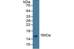 Western Blotting (WB) image for Leptin (LEP) ELISA Kit (ABIN6574137)