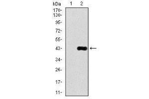 Image no. 2 for anti-delta-Like 4 (DLL4) antibody (ABIN1497856) (DLL4 Antikörper)