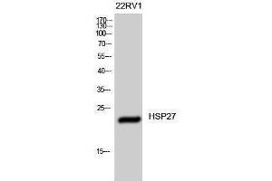 Western Blotting (WB) image for anti-Heat Shock 27kDa Protein 1 (HSPB1) (Ser505) antibody (ABIN3175566) (HSP27 Antikörper  (Ser505))