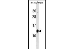 Western blot analysis in mouse spleen tissue lysates (35ug/lane). (PFDN1 Antikörper  (C-Term))
