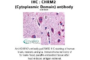 Image no. 1 for anti-Cholinergic Receptor, Muscarinic 2 (CHRM2) (3rd Cytoplasmic Domain) antibody (ABIN1733054) (Muscarinic Acetylcholine Receptor M2 Antikörper  (3rd Cytoplasmic Domain))