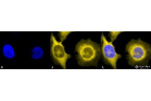 Immunocytochemistry/Immunofluorescence analysis using Rat Anti-GRP94 Monoclonal Antibody, Clone 9G10 . (GRP94 Antikörper  (HRP))