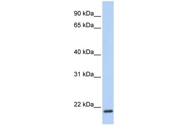 TMEM35 Antikörper  (C-Term)