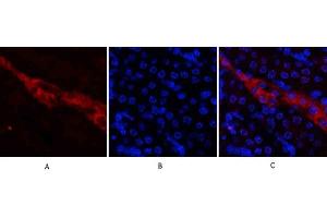 Immunofluorescence analysis of mouse kidney tissue. (CD81 Antikörper  (Internal Region))