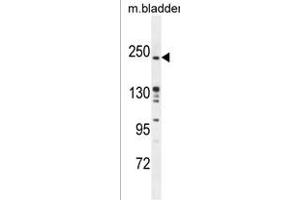 RICTOR Antibody (Center) (ABIN391386 and ABIN2841394) western blot analysis in mouse bladder tissue lysates (35 μg/lane). (RICTOR Antikörper  (AA 805-835))