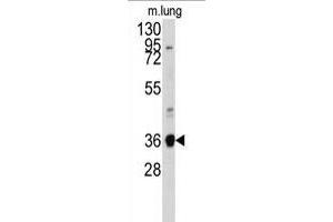 Western blot analysis of anti-ANXA2 Antibody (N-term) (ABIN391619 and ABIN2841538) in mouse lung tissue lysates (35 μg/lane). (Annexin A2 Antikörper  (N-Term))